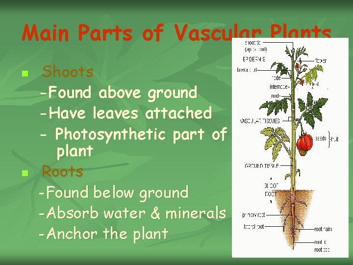 Main Parts of Vascular Plants n n Shoots -Found above ground -Have leaves attached