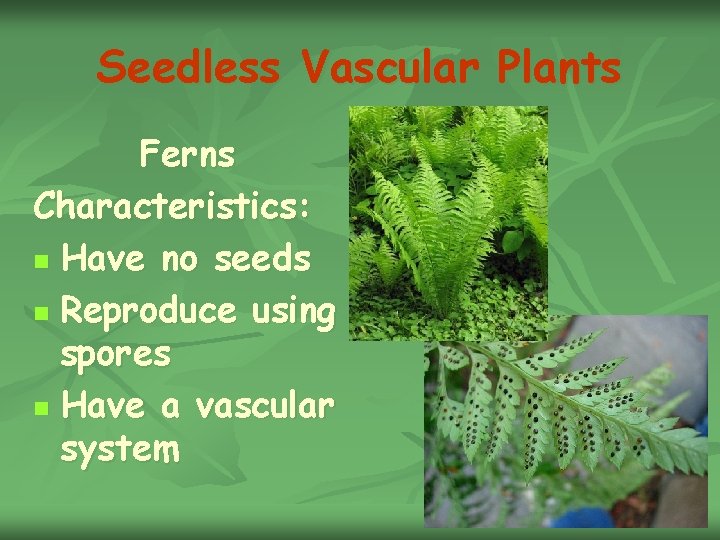 Seedless Vascular Plants Ferns Characteristics: n Have no seeds n Reproduce using spores n