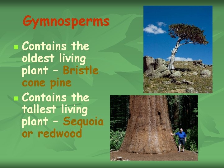 Gymnosperms Contains the oldest living plant – Bristle cone pine n Contains the tallest