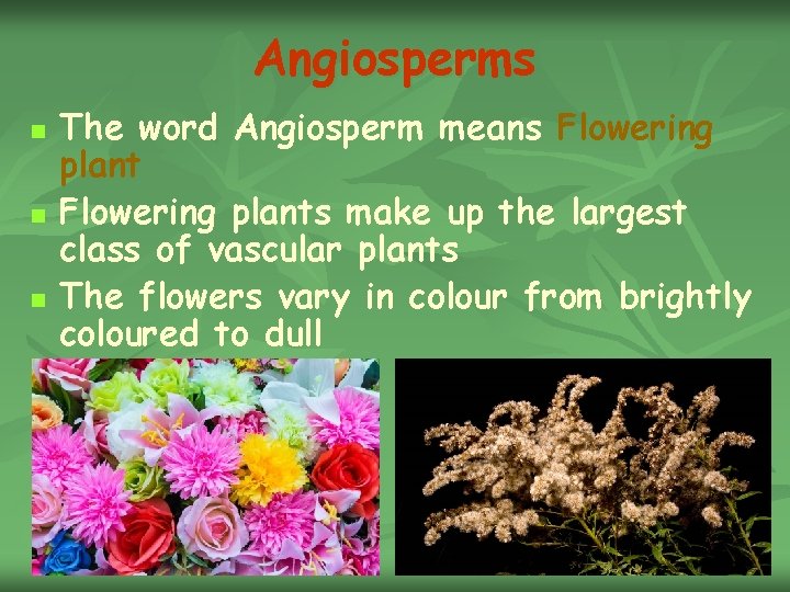 Angiosperms n n n The word Angiosperm means Flowering plants make up the largest