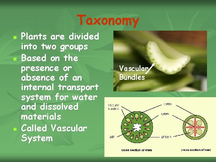 Taxonomy n n n Plants are divided into two groups Based on the presence