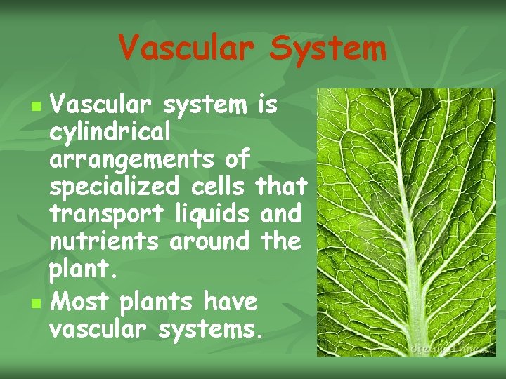 Vascular System Vascular system is cylindrical arrangements of specialized cells that transport liquids and