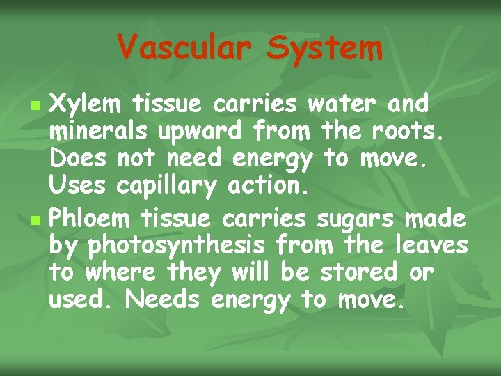 Vascular System Xylem tissue carries water and minerals upward from the roots. Does not