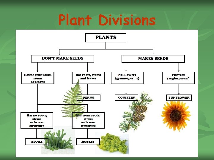 Plant Divisions 