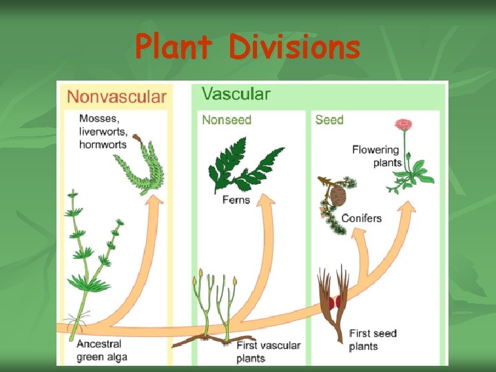 Plant Divisions 