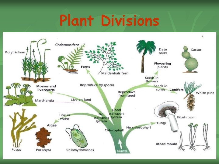 Plant Divisions 