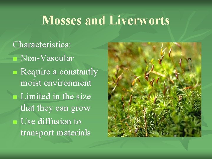 Mosses and Liverworts Characteristics: n Non-Vascular n Require a constantly moist environment n Limited