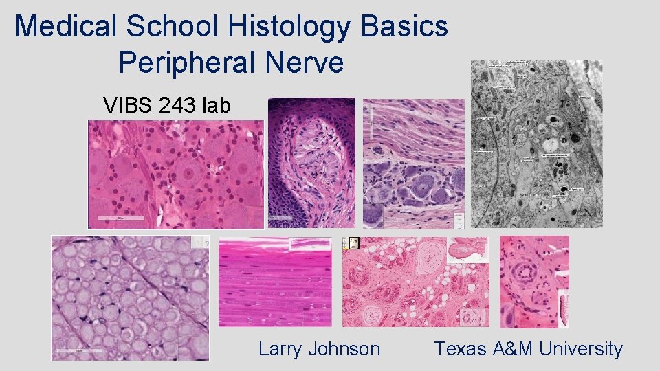 Medical School Histology Basics Peripheral Nerve VIBS 243 lab Larry Johnson Texas A&M University