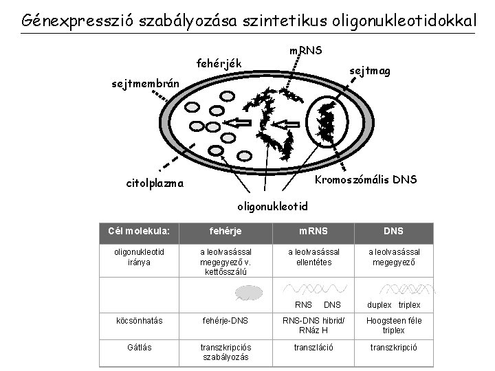 Génexpresszió szabályozása szintetikus oligonukleotidokkal fehérjék m. RNS sejtmag sejtmembrán Kromoszómális DNS citolplazma oligonukleotid Cél