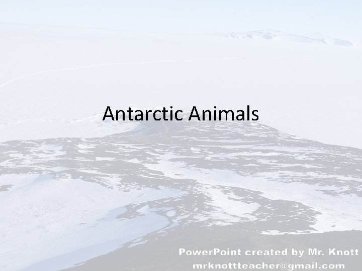 Antarctic Animals 