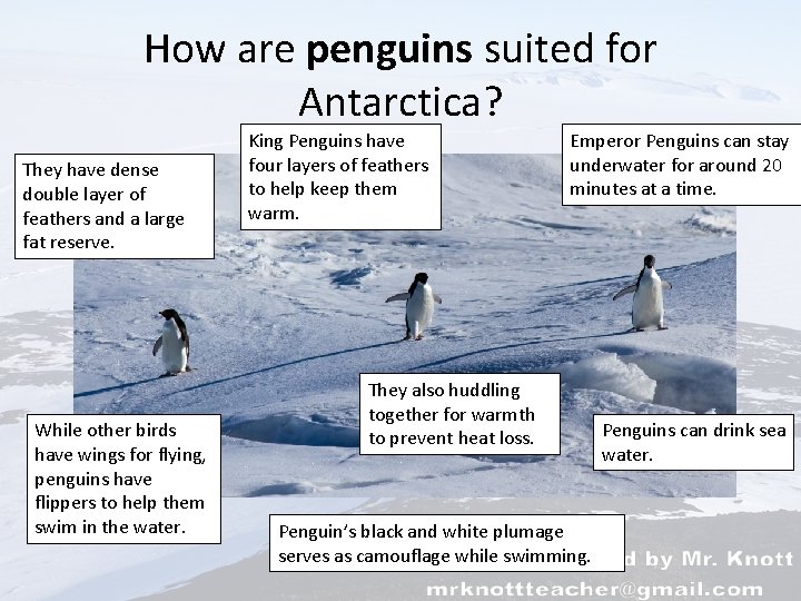 How are penguins suited for Antarctica? They have dense double layer of feathers and