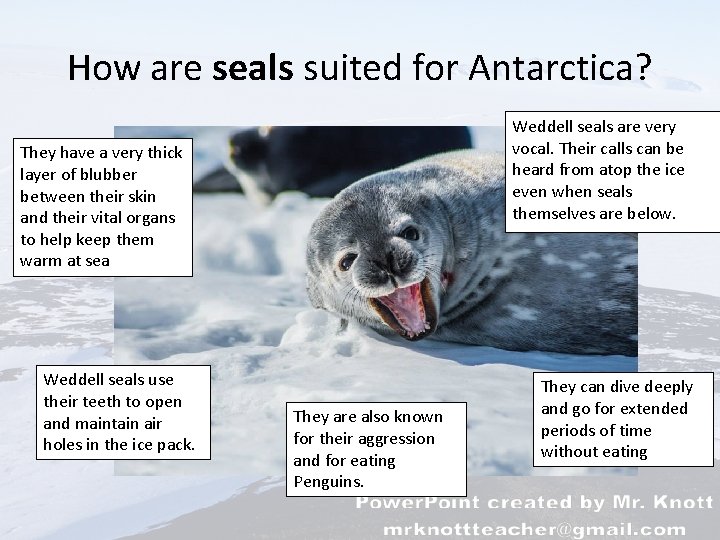 How are seals suited for Antarctica? Weddell seals are very vocal. Their calls can