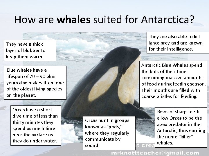 How are whales suited for Antarctica? They are also able to kill large prey