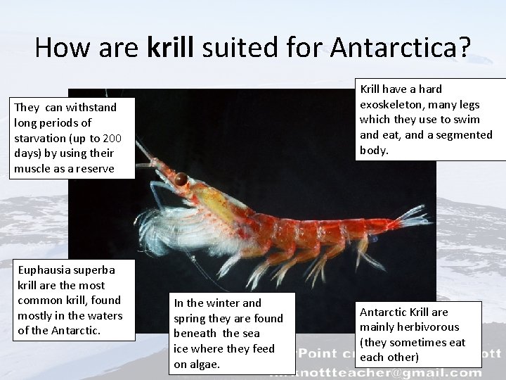 How are krill suited for Antarctica? Krill have a hard exoskeleton, many legs which