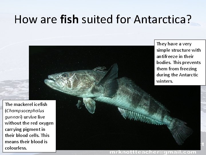 How are fish suited for Antarctica? They have a very simple structure with antifreeze