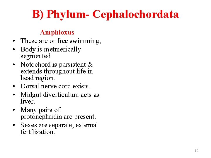 B) Phylum- Cephalochordata • • Amphioxus These are or free swimming, Body is metmerically