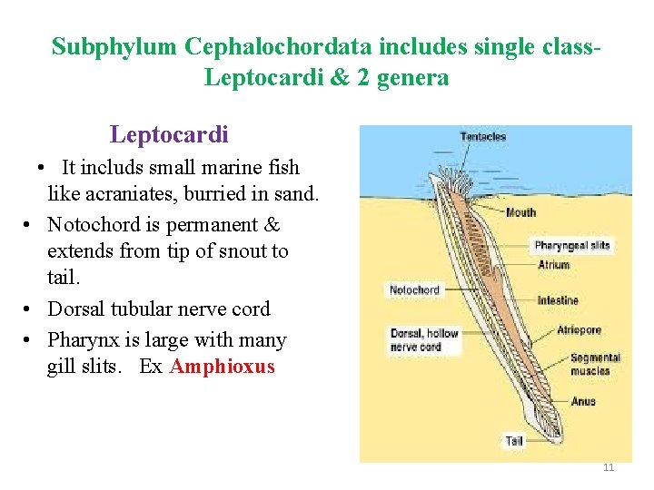 Subphylum Cephalochordata includes single class. Leptocardi & 2 genera Leptocardi • It includs small