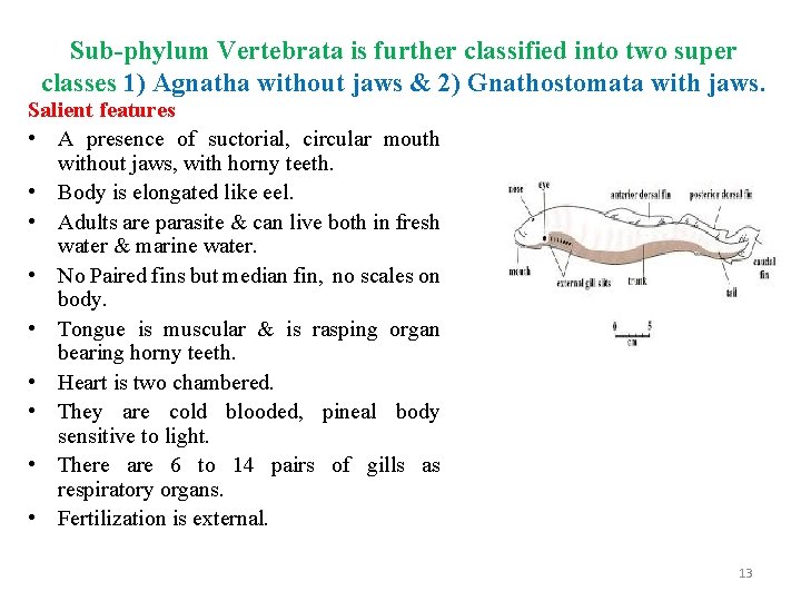 Sub-phylum Vertebrata is further classified into two super classes 1) Agnatha without jaws &