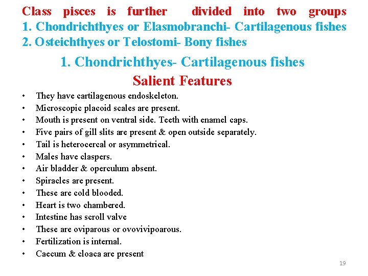 Class pisces is further divided into two groups 1. Chondrichthyes or Elasmobranchi- Cartilagenous fishes