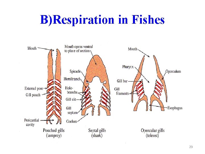 B)Respiration in Fishes 23 