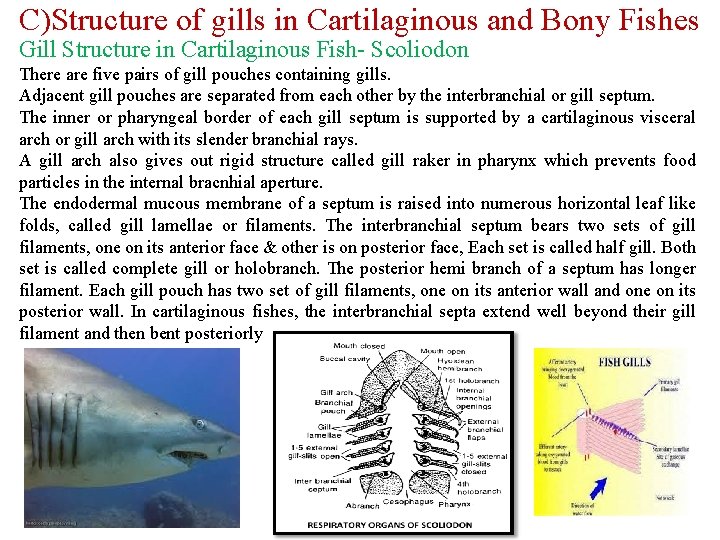 C)Structure of gills in Cartilaginous and Bony Fishes Gill Structure in Cartilaginous Fish- Scoliodon