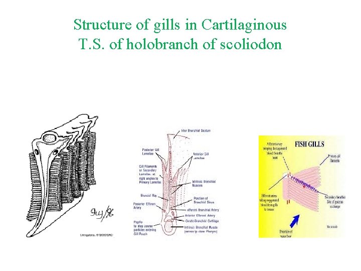 Structure of gills in Cartilaginous T. S. of holobranch of scoliodon 