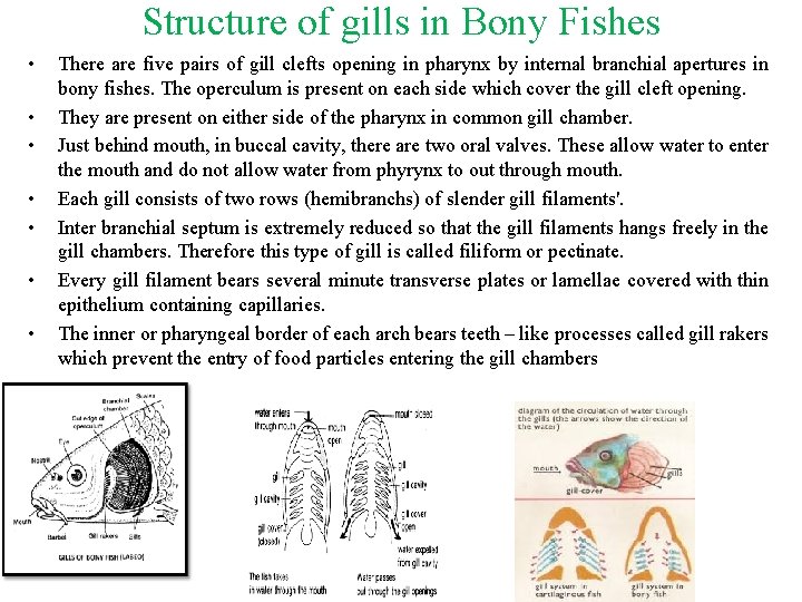 Structure of gills in Bony Fishes • • There are five pairs of gill