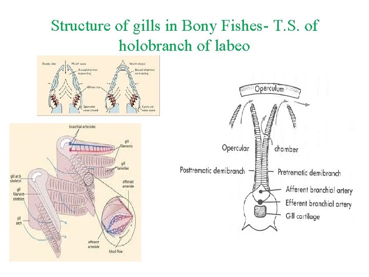 Structure of gills in Bony Fishes- T. S. of holobranch of labeo 