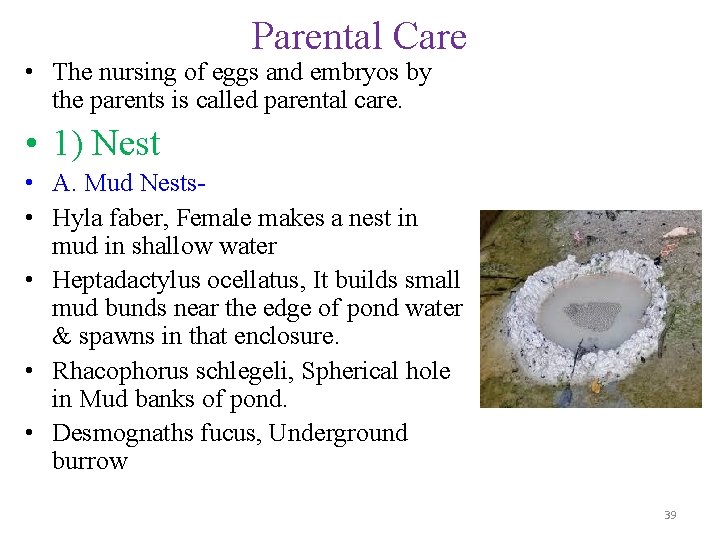 Parental Care • The nursing of eggs and embryos by the parents is called