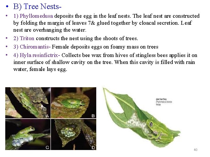  • B) Tree Nests • 1) Phyllomedusa deposits the egg in the leaf