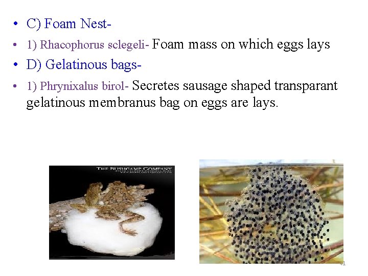  • C) Foam Nest • 1) Rhacophorus sclegeli- Foam mass on which eggs