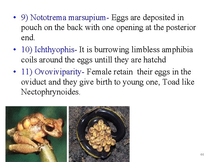  • 9) Nototrema marsupium- Eggs are deposited in pouch on the back with