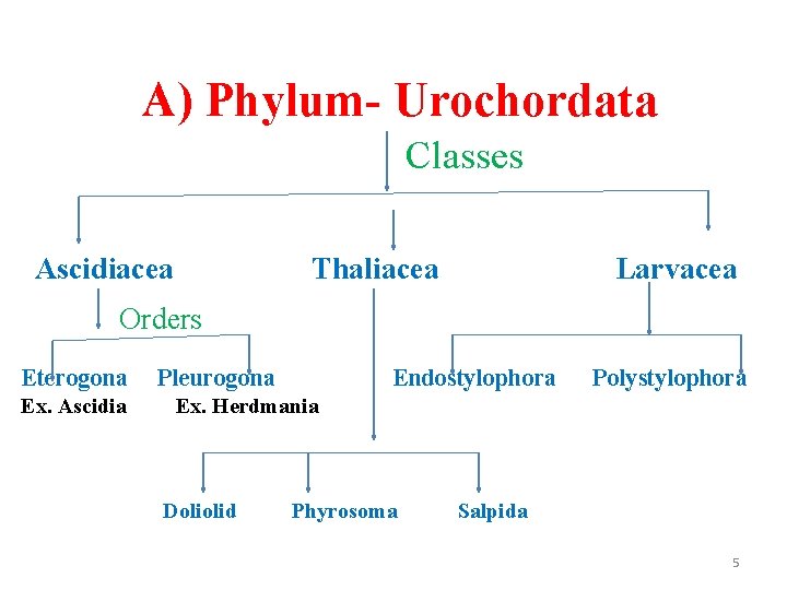 A) Phylum- Urochordata Classes Ascidiacea Thaliacea Larvacea Orders Eterogona Ex. Ascidia Pleurogona Endostylophora Polystylophora