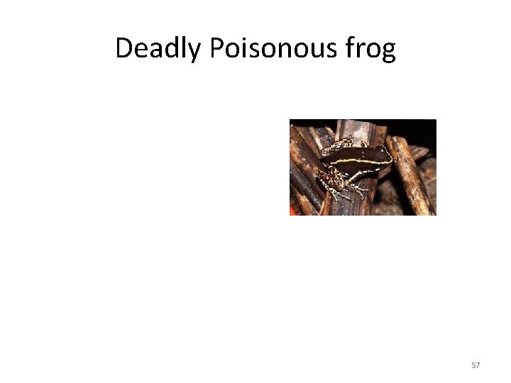 Deadly Poisonous frog 57 