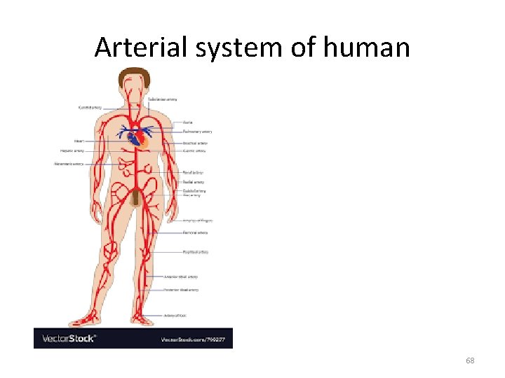 Arterial system of human 68 