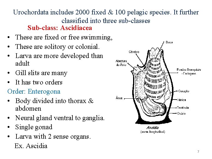 Urochordata includes 2000 fixed & 100 pelagic species. It further classified into three sub-classes