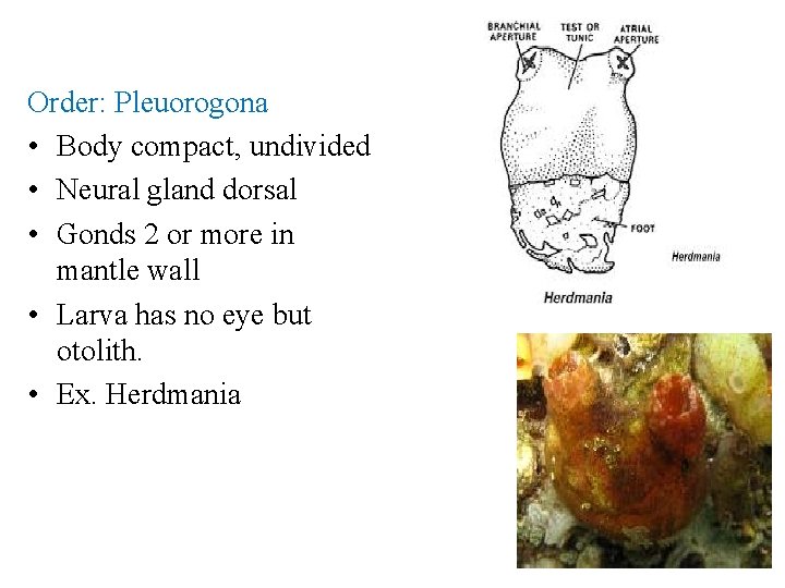 Order: Pleuorogona • Body compact, undivided • Neural gland dorsal • Gonds 2 or