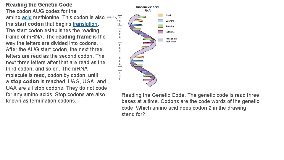 Genetic Code How do you go from four