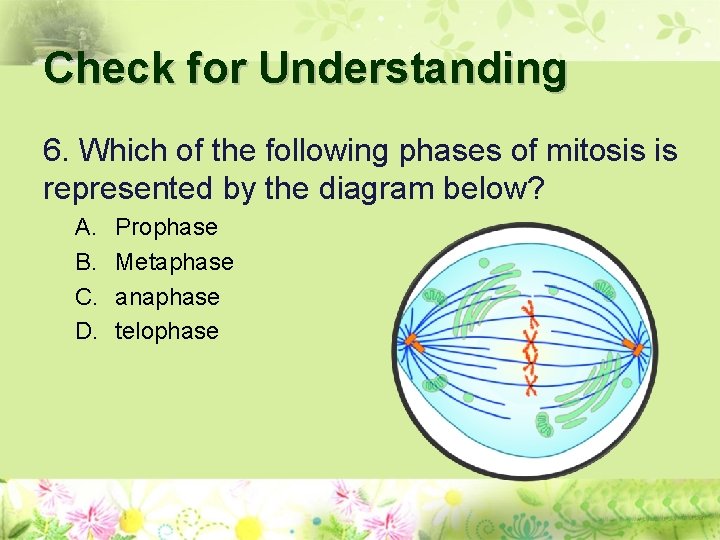 Check for Understanding 6. Which of the following phases of mitosis is represented by