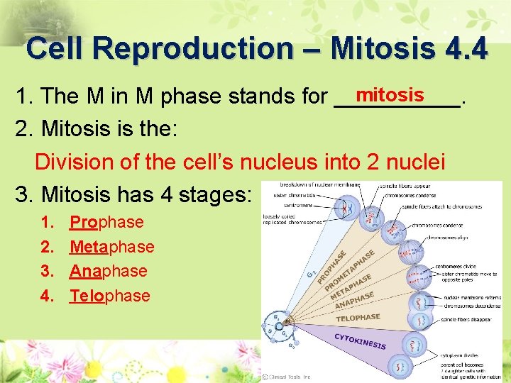 Cell Reproduction – Mitosis 4. 4 mitosis 1. The M in M phase stands