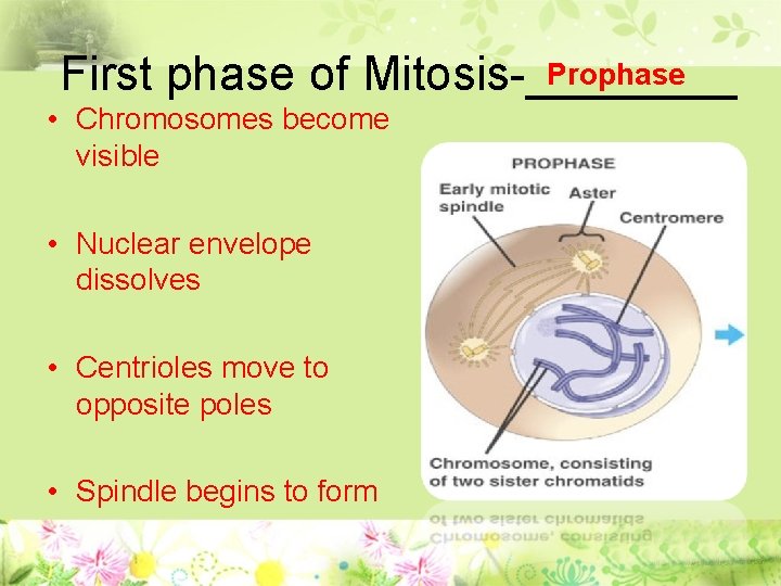 Prophase First phase of Mitosis-____ • Chromosomes become visible • Nuclear envelope dissolves •