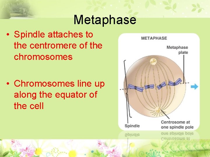 Metaphase • Spindle attaches to the centromere of the chromosomes • Chromosomes line up