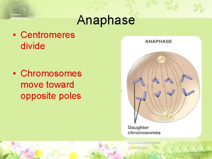 Anaphase • Centromeres divide • Chromosomes move toward opposite poles 