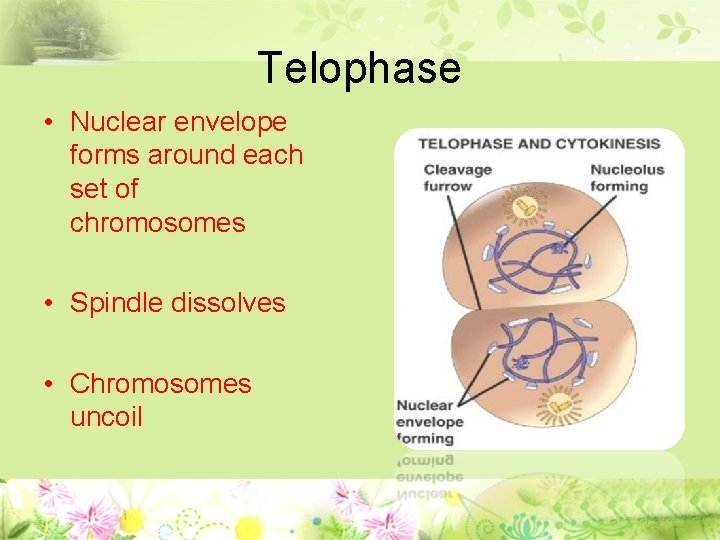Telophase • Nuclear envelope forms around each set of chromosomes • Spindle dissolves •