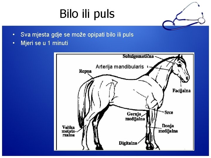 Bilo ili puls • Sva mjesta gdje se može opipati bilo ili puls •