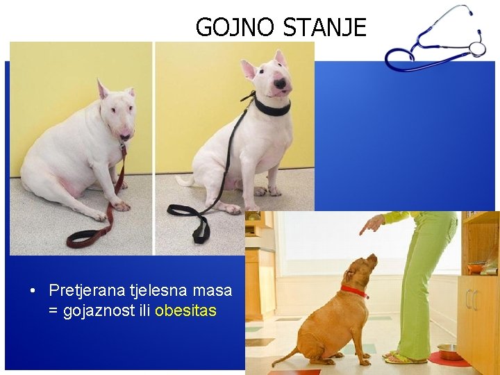 GOJNO STANJE • Pretjerana tjelesna masa = gojaznost ili obesitas 