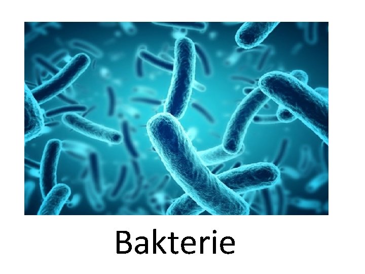 Bakterie 