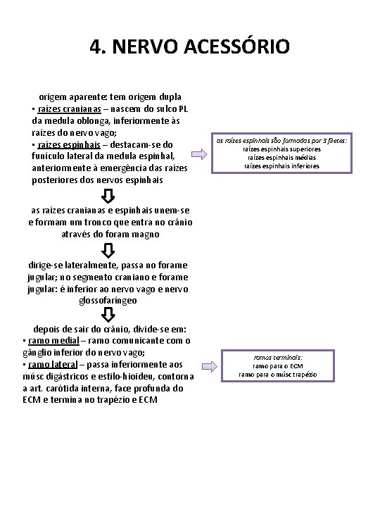 4. NERVO ACESSÓRIO origem aparente: tem origem dupla ▪ raízes cranianas – nascem do