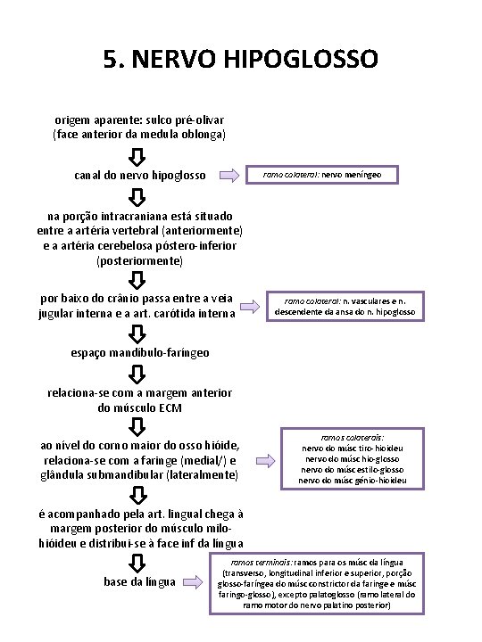 5. NERVO HIPOGLOSSO origem aparente: sulco pré-olivar (face anterior da medula oblonga) canal do