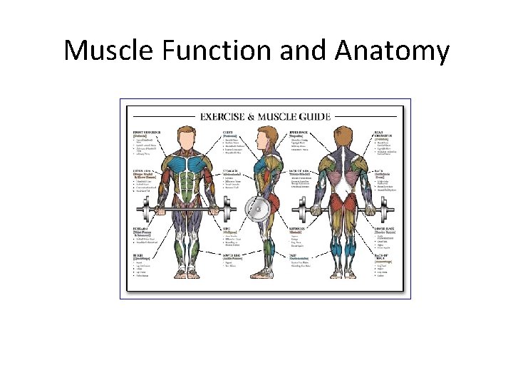 Muscle Function and Anatomy 